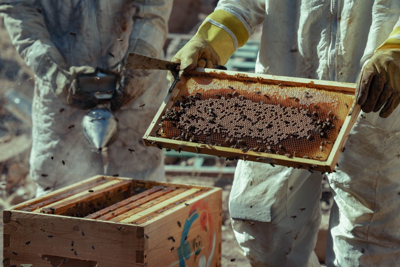 about-us-02 Beekeepers in Damascus, Syria, harvesting honeycombs on a sunny day, showcasing local honey production.