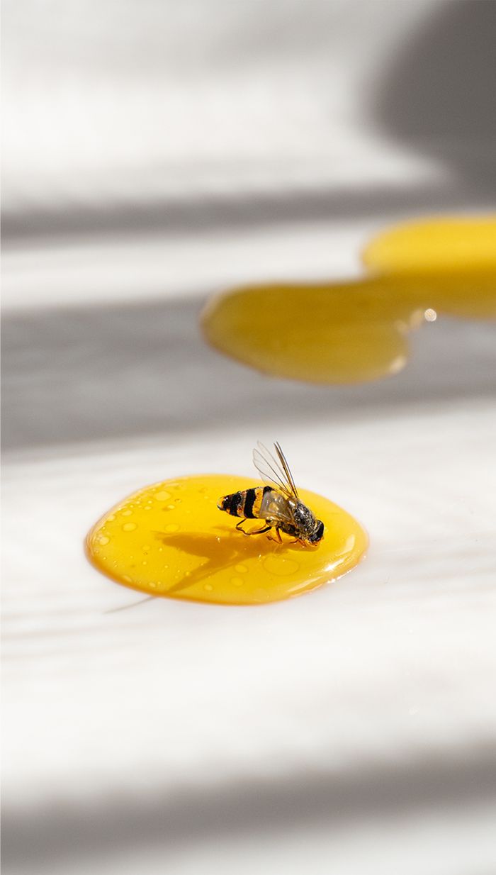 Mastering the First Impression: Your intriguing post title goes here Close-up of a bee on a honey drop under sunlight, showcasing detailed textures.