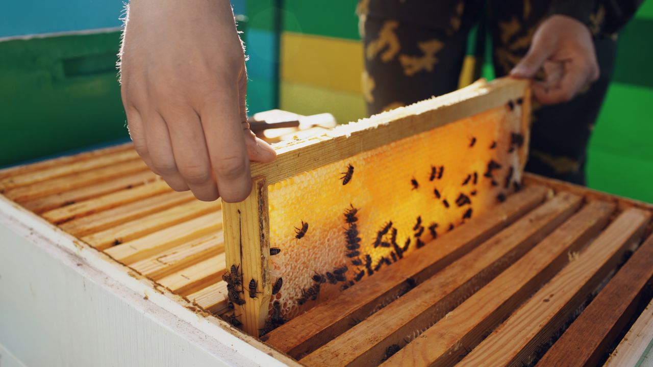 The Art of Drawing Readers In: Your attractive post title goes here Close-up of a beekeeper inspecting a honey-filled honeycomb frame with bees.